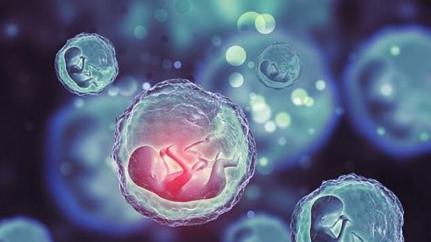 яйцеклетки